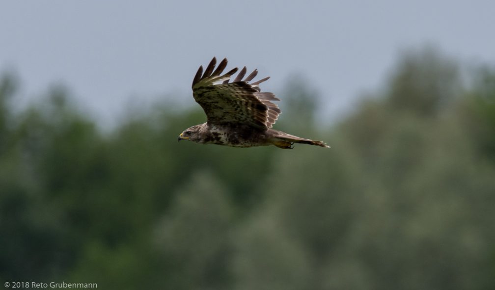 Mäusebussard_ZRH180728